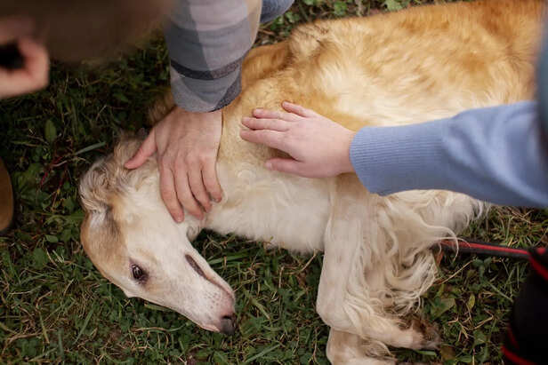 Preventive Treatments and Grooming Practices