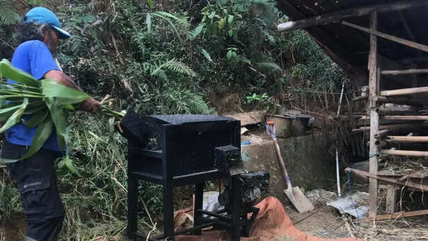 हरे चारे को सही समय पर काटकर छोटे टुकड़ों में करें तैयार