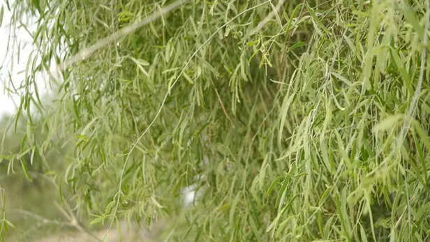 Salvadora oleoides पेड़