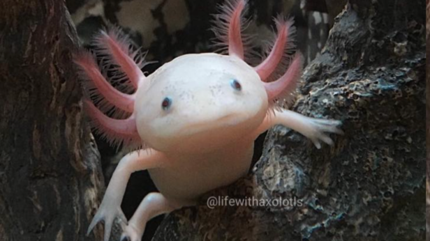 Axolotl | Instagram  - @lifewithaxolotls