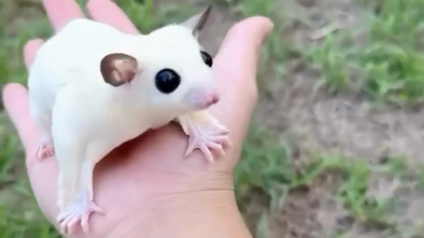 Sugar Glider | Instagram - @theanimals.es