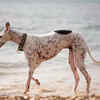 Greyhounds                  (Image Credit:Freepik)
