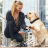 Taking Care of dogs in summers                (Image Credit:Freepik)
