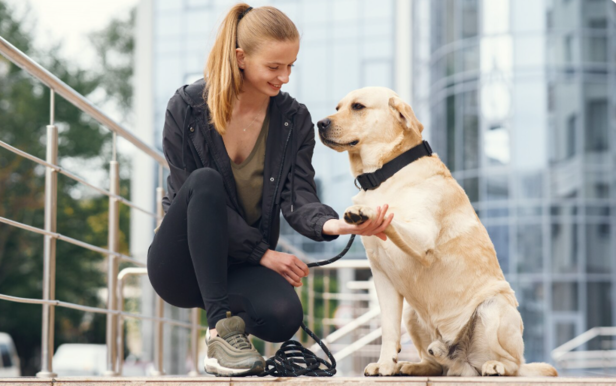 Taking Care of dogs in summers                (Image Credit:Freepik)