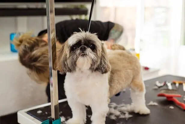 Perfectly Groomed                     (Image Credit:Pexels)