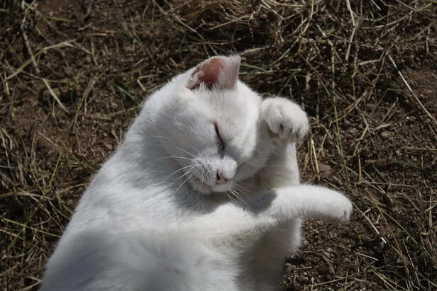 Cat Slow Blinking