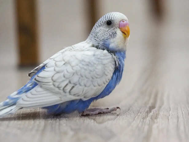 Small Bird on Scale
