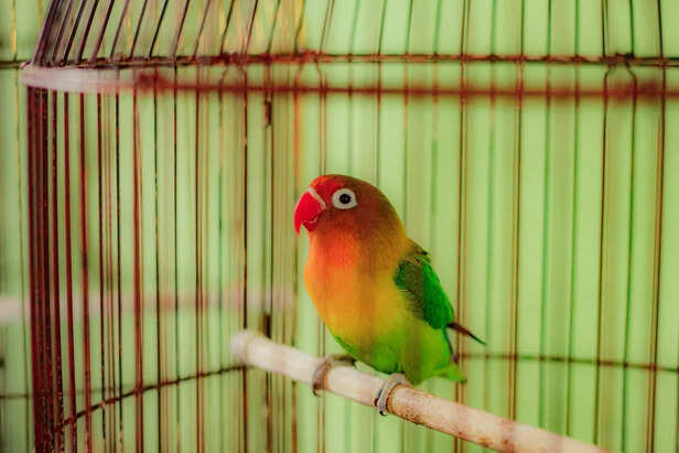 Bird Not Eating Food