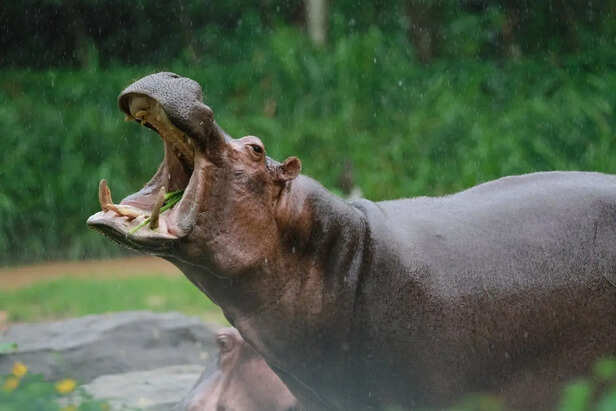 Hippopotamus Yawning