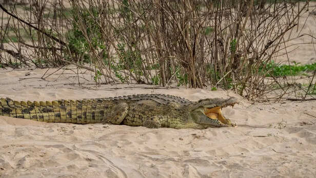 Nile Crocodile