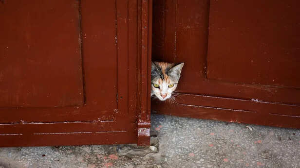 Curiosity and the Fear of Missing Out