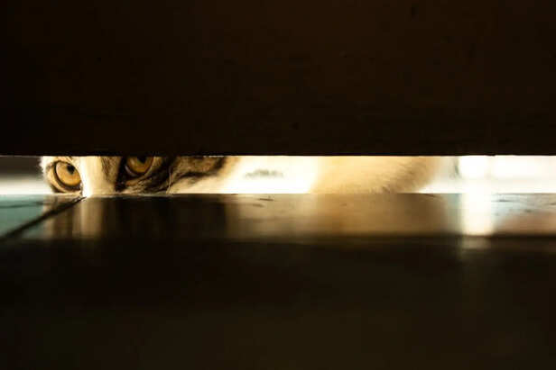 A cat peeking through a door gap