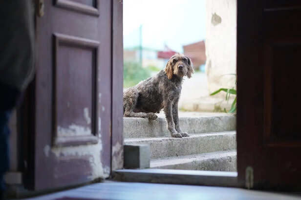 Pet Looking at Closed Door