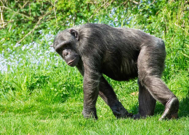 Chimpanzee