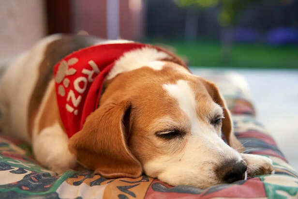 Trust Signal Sleeping Position
