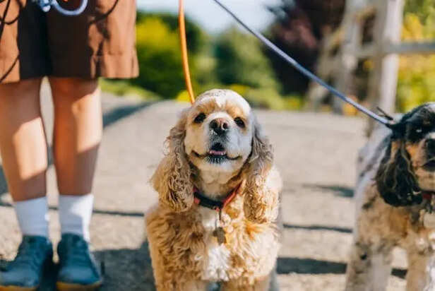 Building Confidence in Your Pet