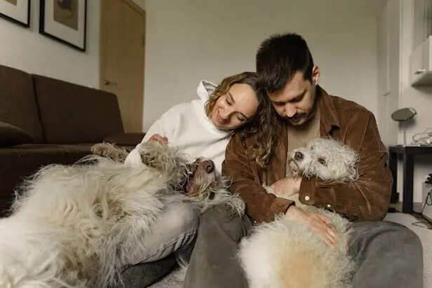 Signs Your Pet Might Be Feeling Jealous