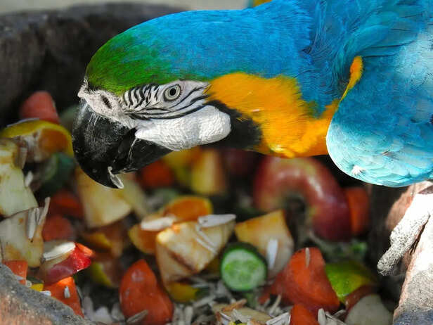 Parrot Ignoring Food