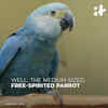 The Spix’s Macaw, The Blue Parrot You Saw In The Film 'Rio' Is Now Extinct