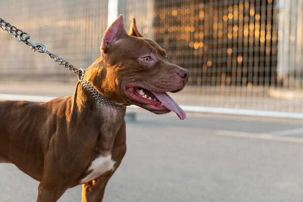Pitbull dog