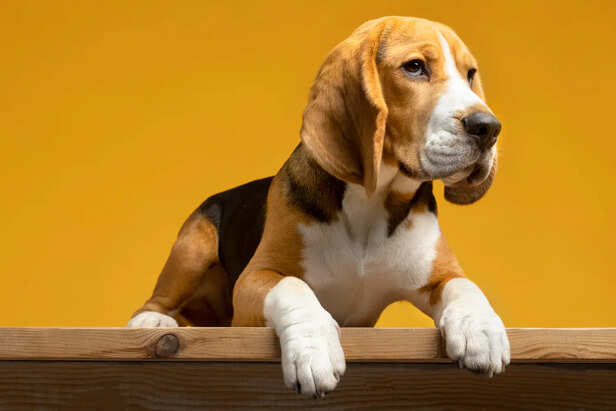 Pet portrait of dog