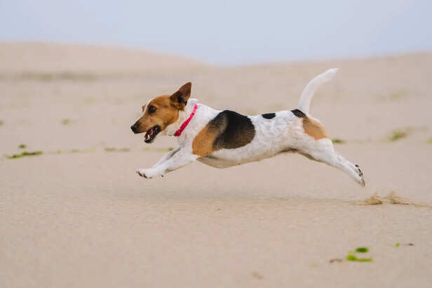 The Science Behind a Dog’s Speed