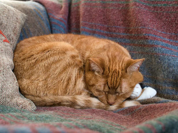 Sleeping Cat
