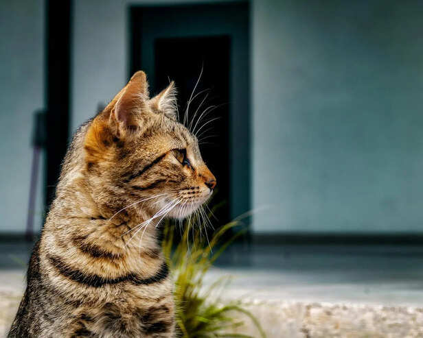 Chausie’s Untamed Look