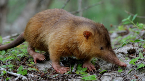 Cuban solenodon | Instagram - @journalofcesare