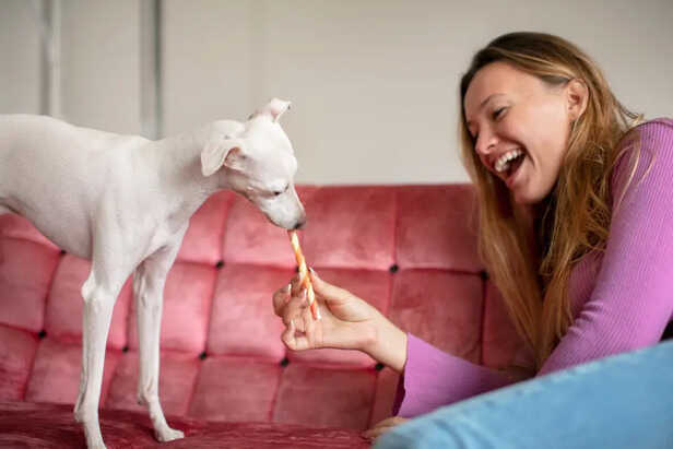 Encouraging your pet             (Image Credit:Freepik)