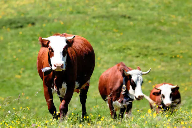 rare cow breeds                     (Image Credit:Freepik)