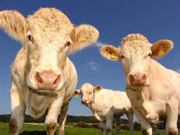 White cows                (Image Credit:Freepik)