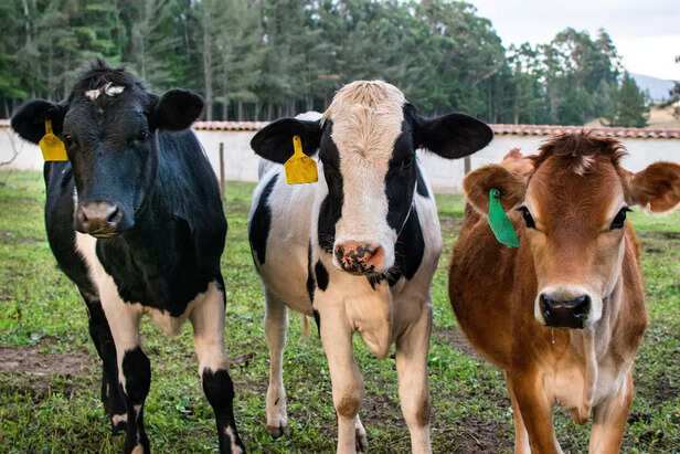Protecting the cows                       (Image Credit:Freepik)