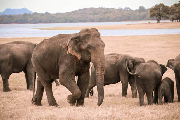 Asian Elephants