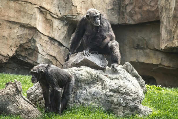Chimpanzees