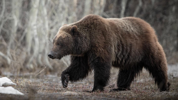 Grizzly bear | Instagram - @hillside_images