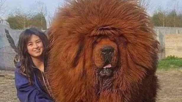 Tibetan Mastiff | Instagram - @williswarigon_esq