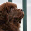 The Ancient Belief That Dogs Sense What Humans Cannot