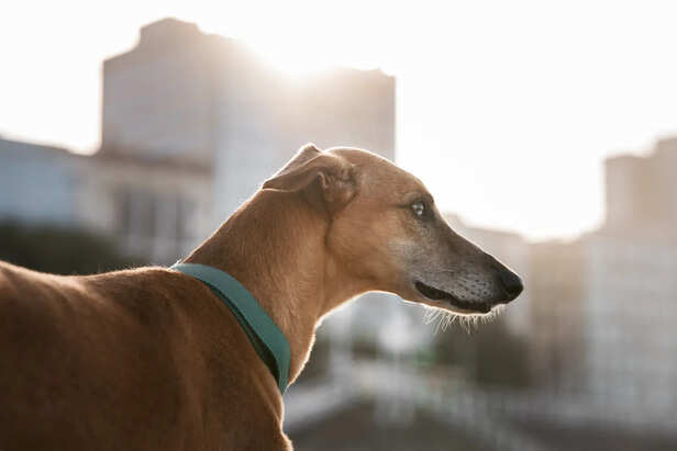 dogs can pick up physiological changes in humans &amp; environment