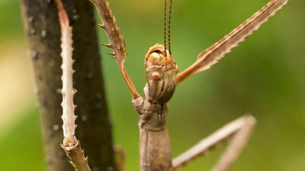 Stick insect camouflaging on a branch