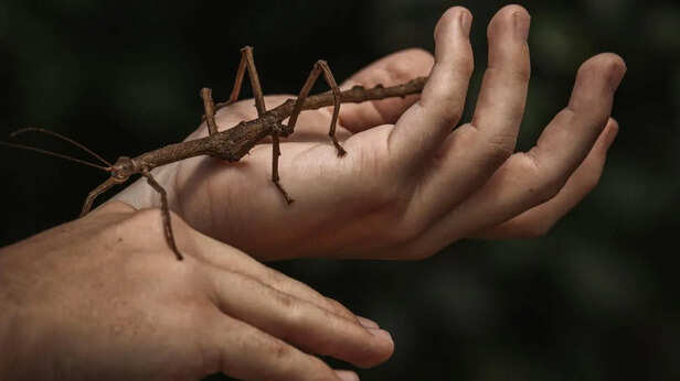 Stick Insect
