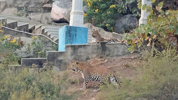 मंदिर की सीढ़ियों पर आराम करते तेंदुए