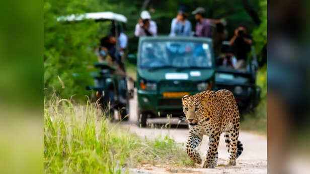 तेंदुओं के इलाकों के करीब बढ़ती सफारी बनी समस्या