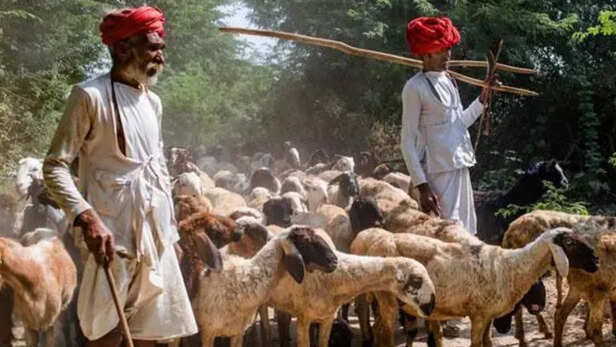जवाई इलाकों के चरवाहे-सांकेतिक तस्वीर