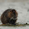 Beaver Showing Large Front Teeth
