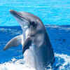 Dolphin Showing Sharp Teeth