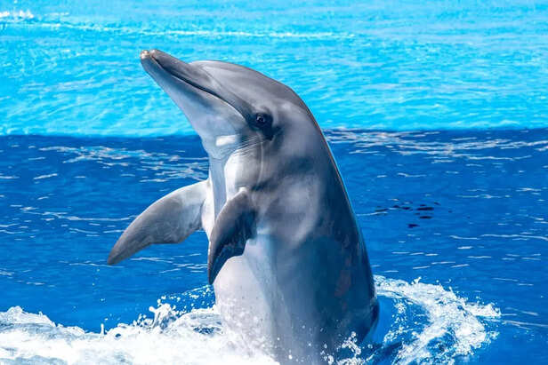Dolphin Showing Sharp Teeth