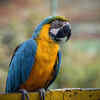 Parrot