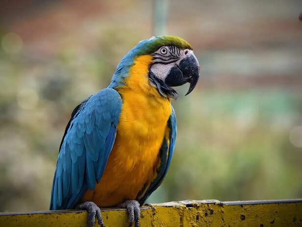 Parrot