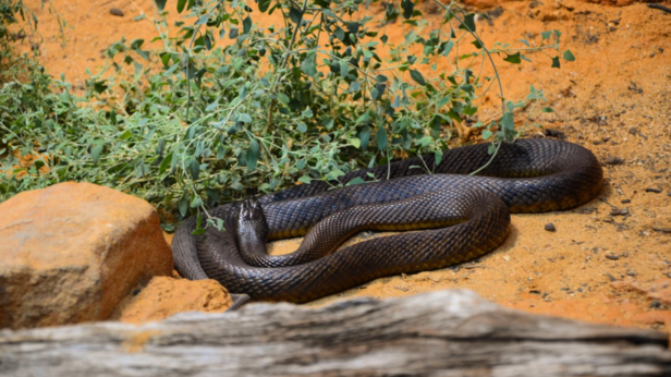 Inland Taipan | Instagram - @tejasmaddala